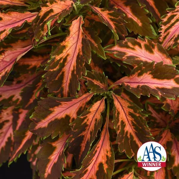 Coral Candy Coleus