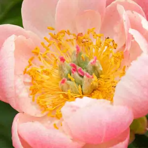 Coral Charm Peony – #2 Container