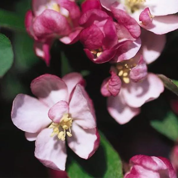 Coralburst Flowering Crabapple Tree – #7 Container