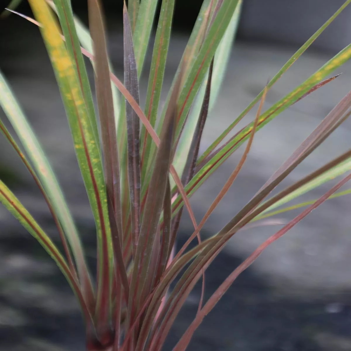 Cordyline australis’Purpurea ’