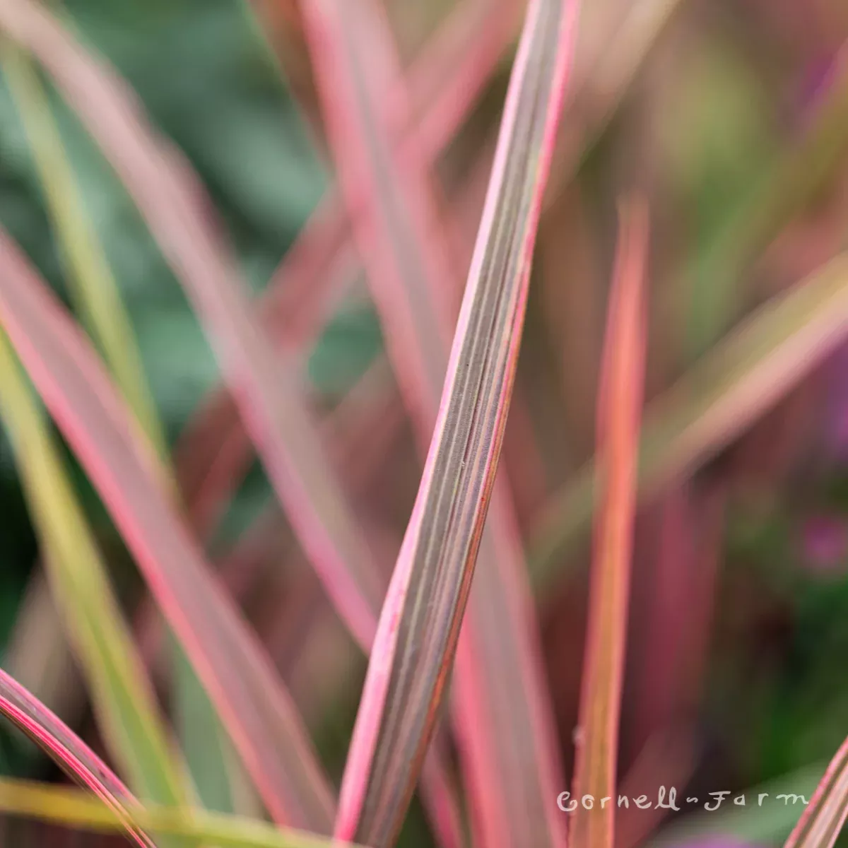 Cordyline Dancing Can Can Qrt