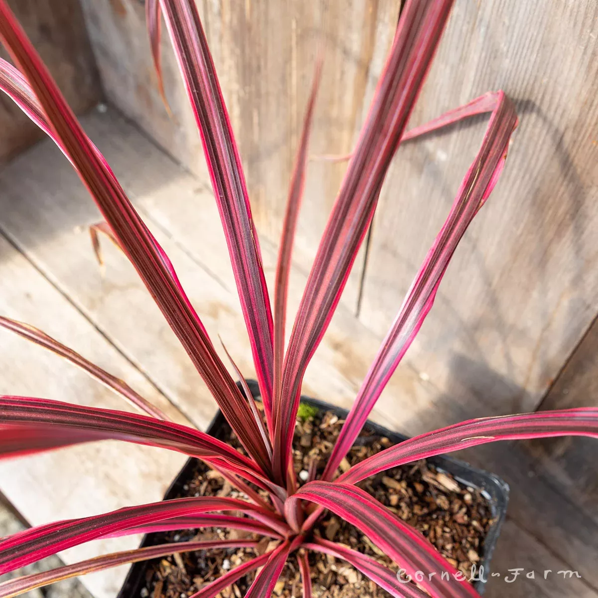 Cordyline Salsa 1gal