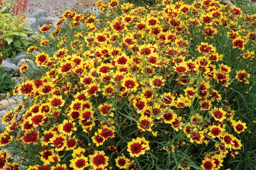 Coreopsis ‘Bengal Tiger’