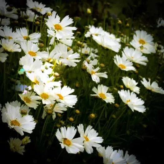 Coreopsis Big Bang(TM) ‘Polaris’