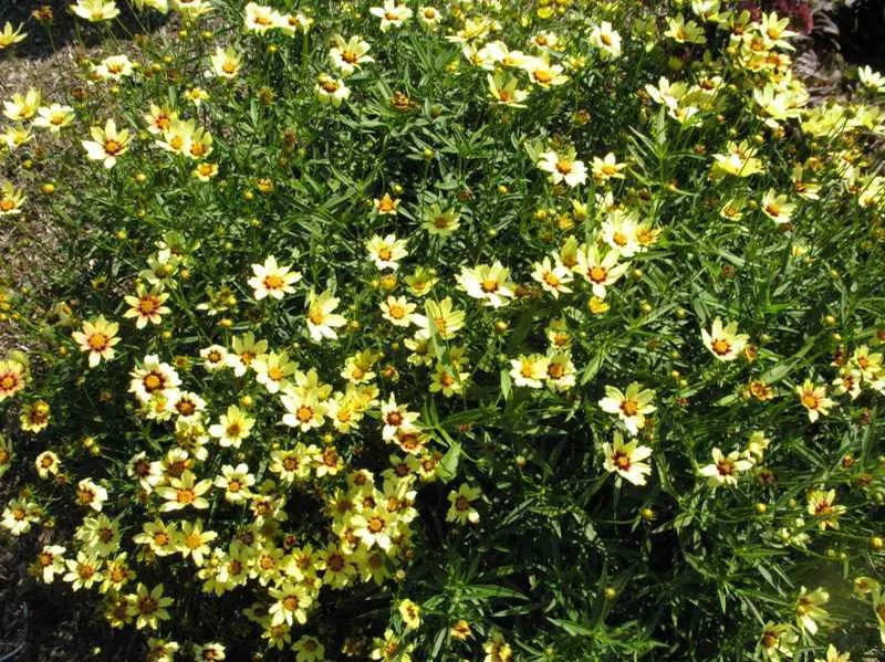 Coreopsis Big Bang(TM) ‘Redshift’