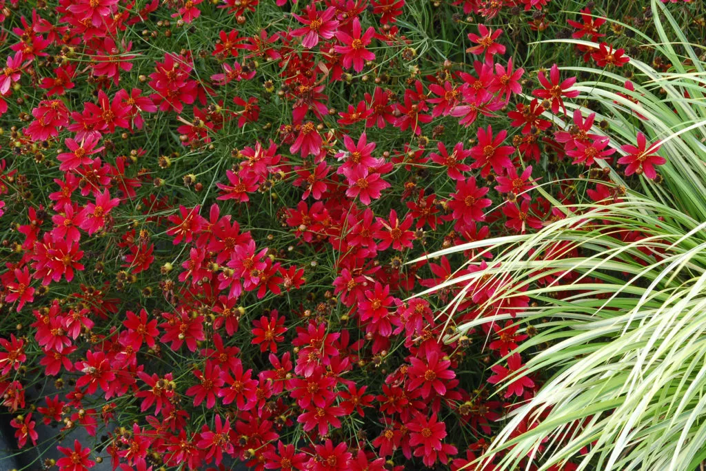 Coreopsis ‘Center Stage’