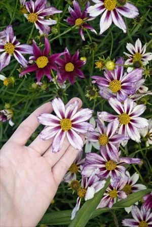 Coreopsis ‘Cosmic Evolution’ PP22943
