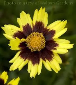 Coreopsis 'Cosmic Eye' PP22601 (30)ct Flat