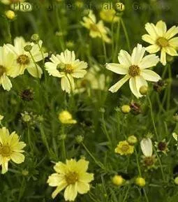 Coreopsis 'Creme Brulee' PP16096