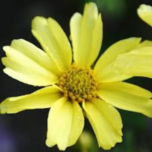 Coreopsis 'Creme Brulee' Tickseed - One Quart Pot