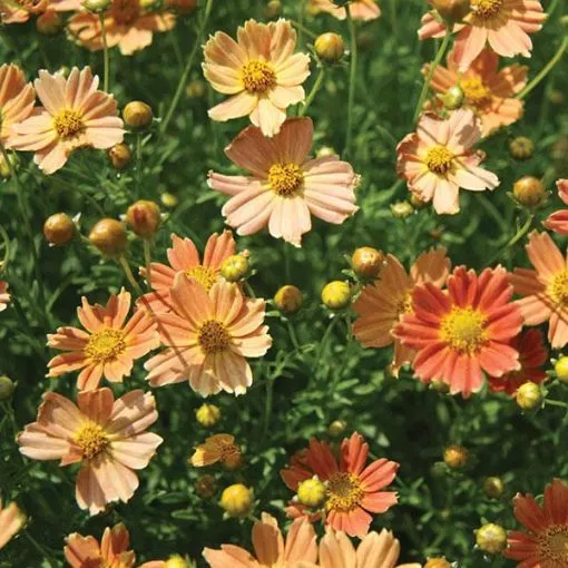Coreopsis 'Creme Caramel' Tickseed - One Quart Pot
