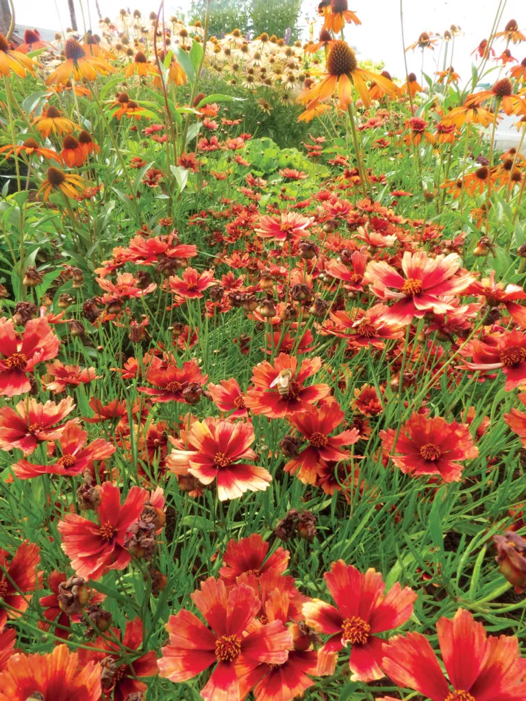 Coreopsis ‘Desert Coral’