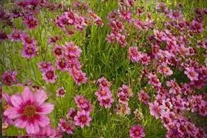 Coreopsis 'Dream Catcher' (30)ct Flat