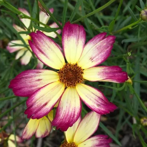 Coreopsis Fall Sensation™ 'Sunny Side' Tickseed - One Quart Pot