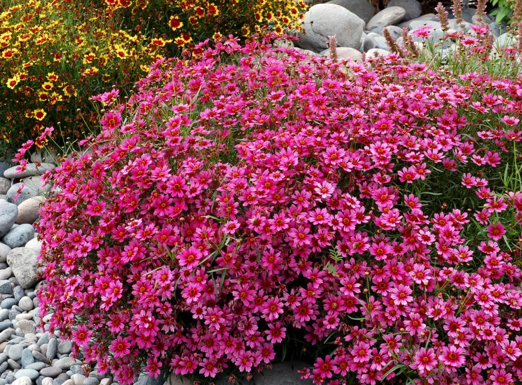Coreopsis ‘Garnet’