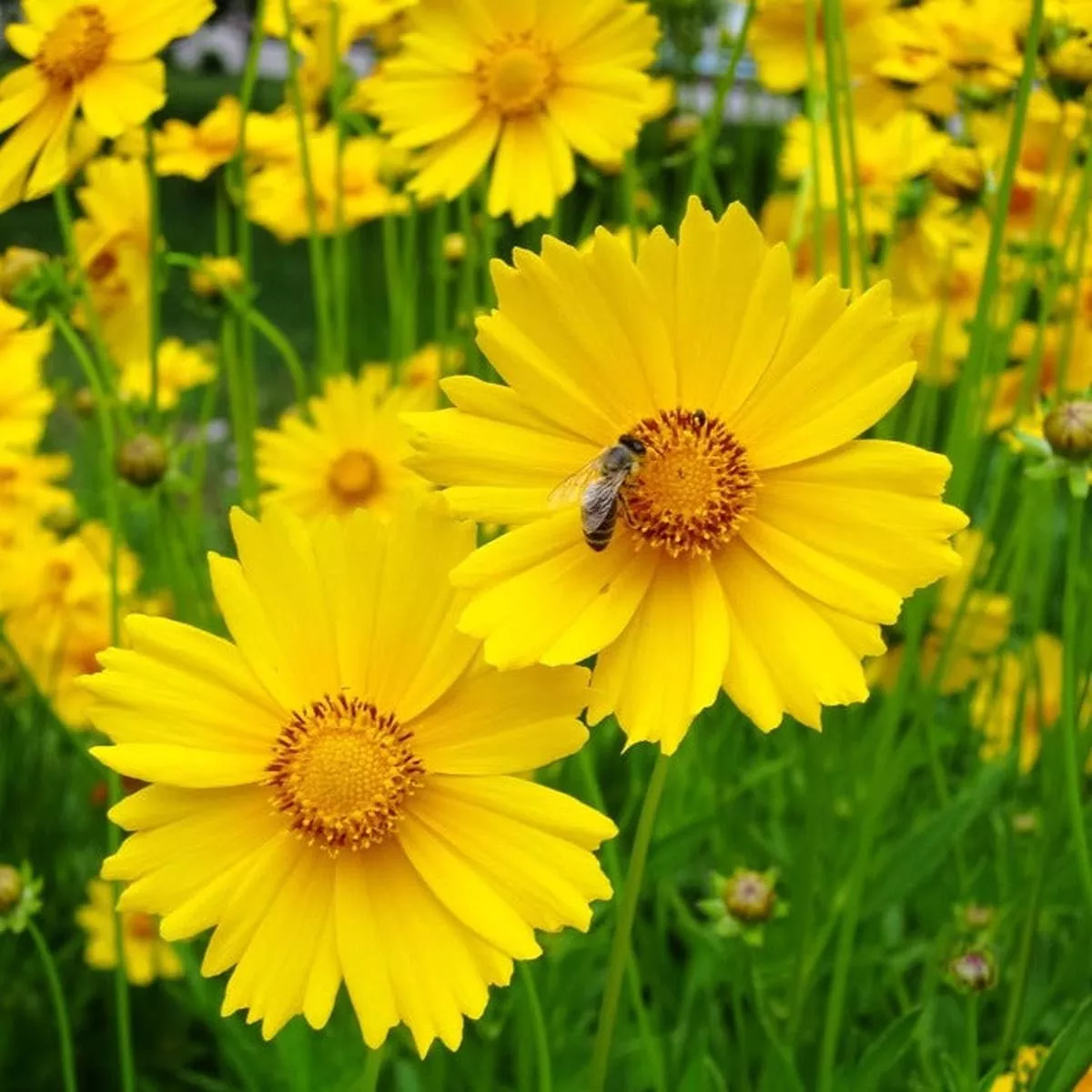 Coreopsis, Lanceleaf Tickseed Flower seeds