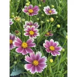 Coreopsis Lil Bang Candy Stripes