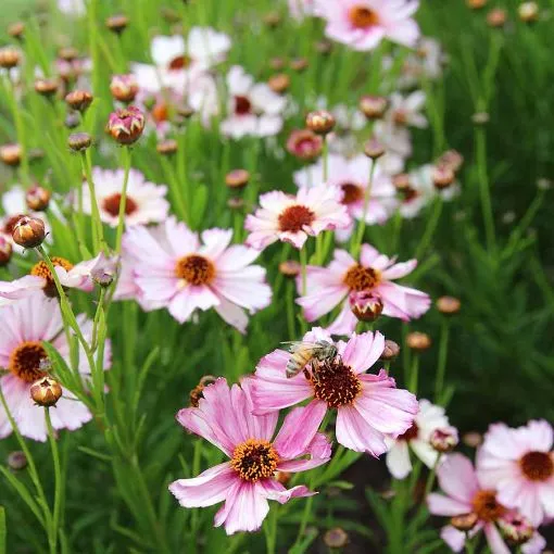 Coreopsis NOVA ‘Opal’ Tickseed - One Quart Pot