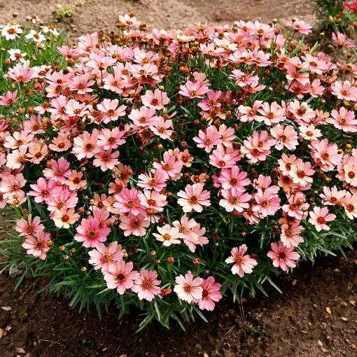 Coreopsis NOVA ‘Sunstone’ Tickseed - One Quart Pot