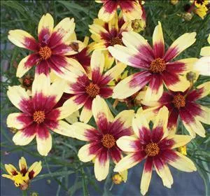 Coreopsis 'Red Chiffon' PPAF (30)ct Flat