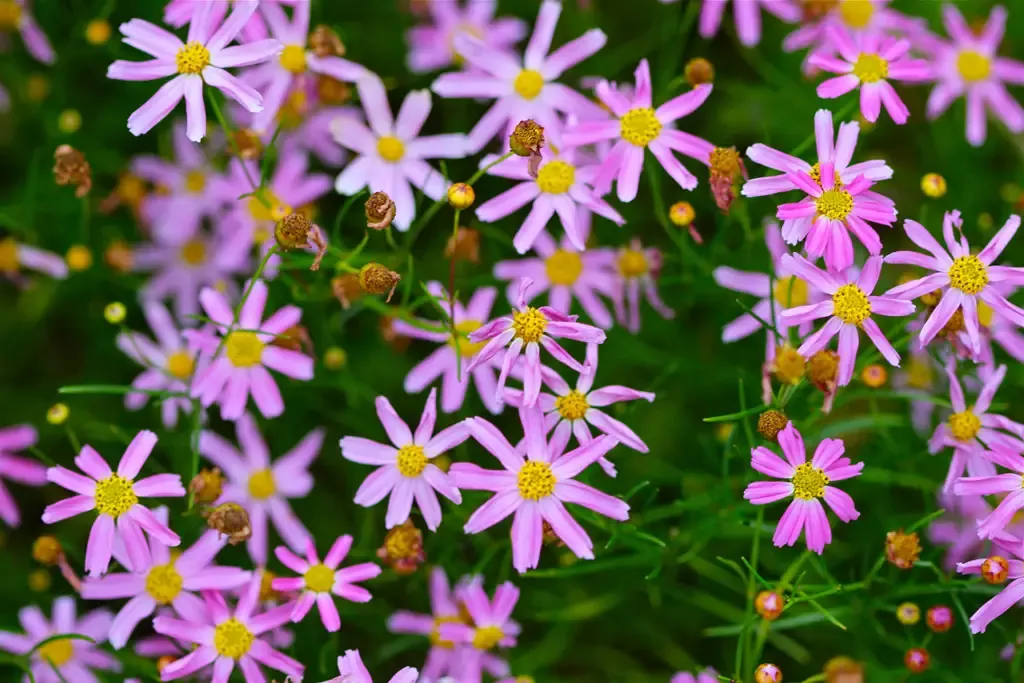 Coreopsis rosea – Rose Coreopsis (B&B.DR.GRD.NB,OP)