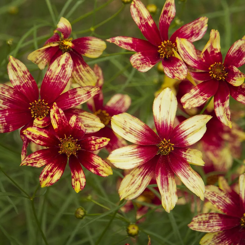 Coreopsis ‘Route 66’