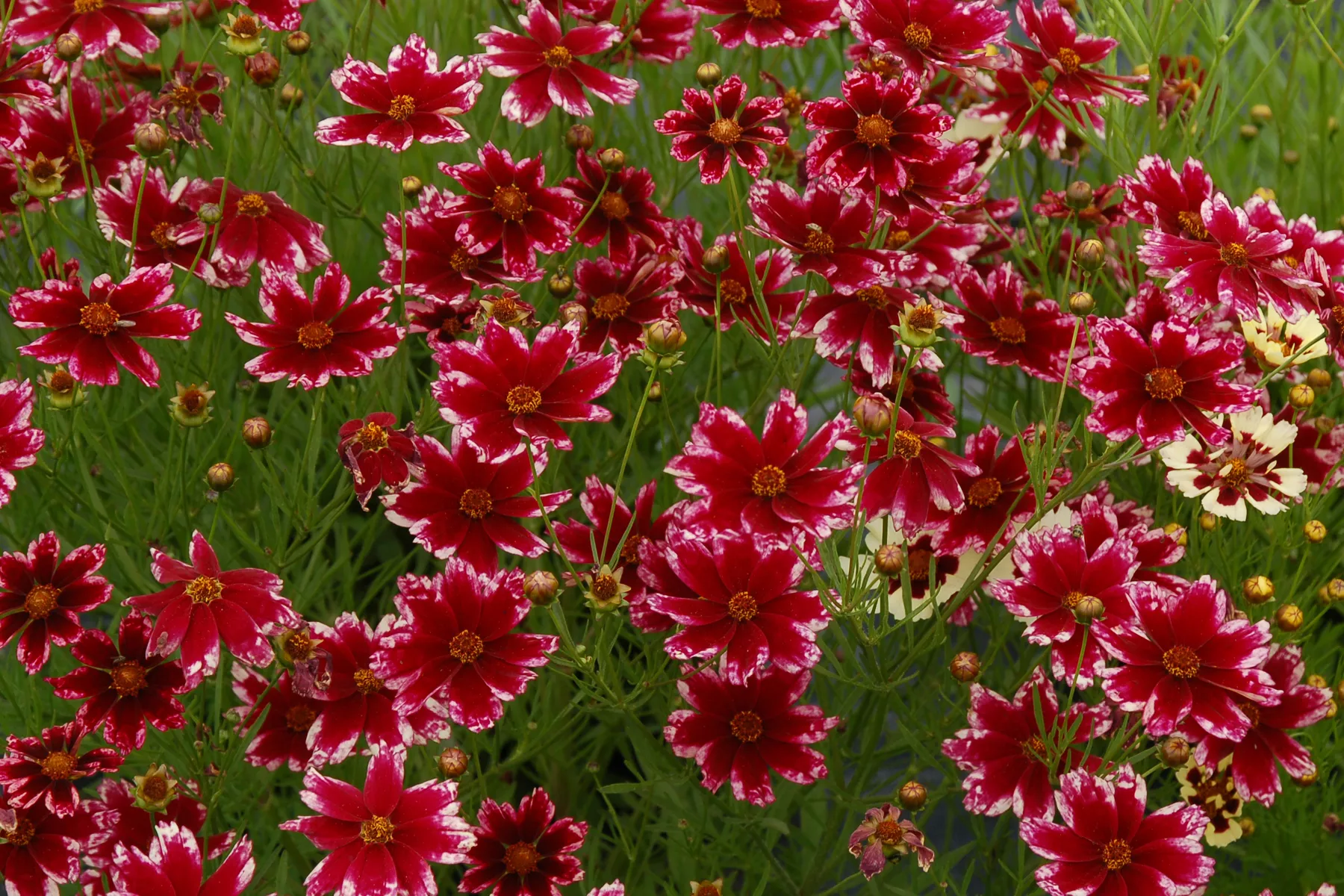 Coreopsis ‘Ruby Frost’