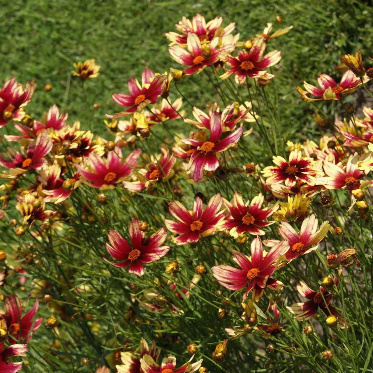 Coreopsis - Satin & Lace