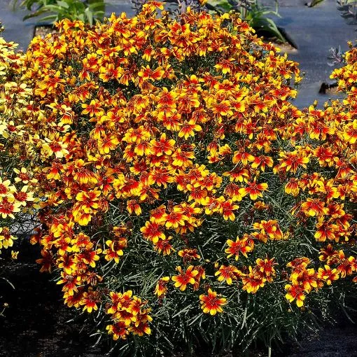 Coreopsis SUNSTAR™ ‘Orange’ Tickseed - One Quart Pot