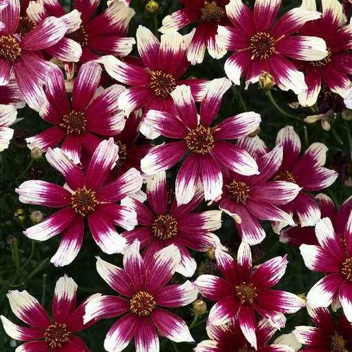 Coreopsis SUNSTAR™ ‘Rose’ Tickseed - One Quart Pot