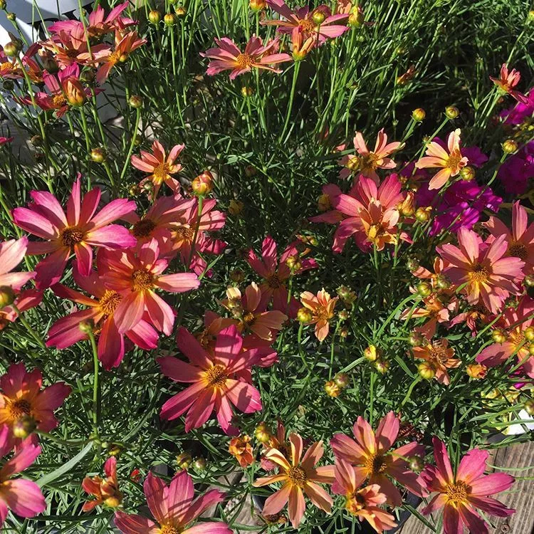 Coreopsis ‘Sweet Tart’