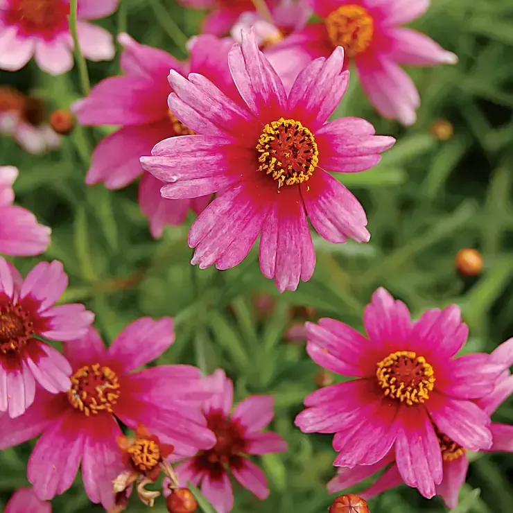 Coreopsis Tickseed"Heaven's Gate"