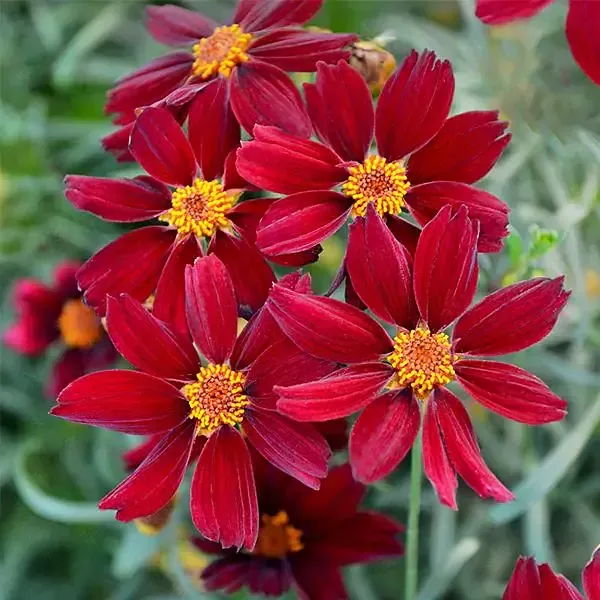 Coreopsis Tickseed Permathread"Red Satin"