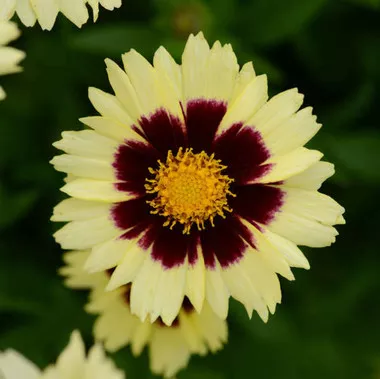 Coreopsis UPTICK CREAM & RED ('Balupteamed' PPAF) (30)ct Flat