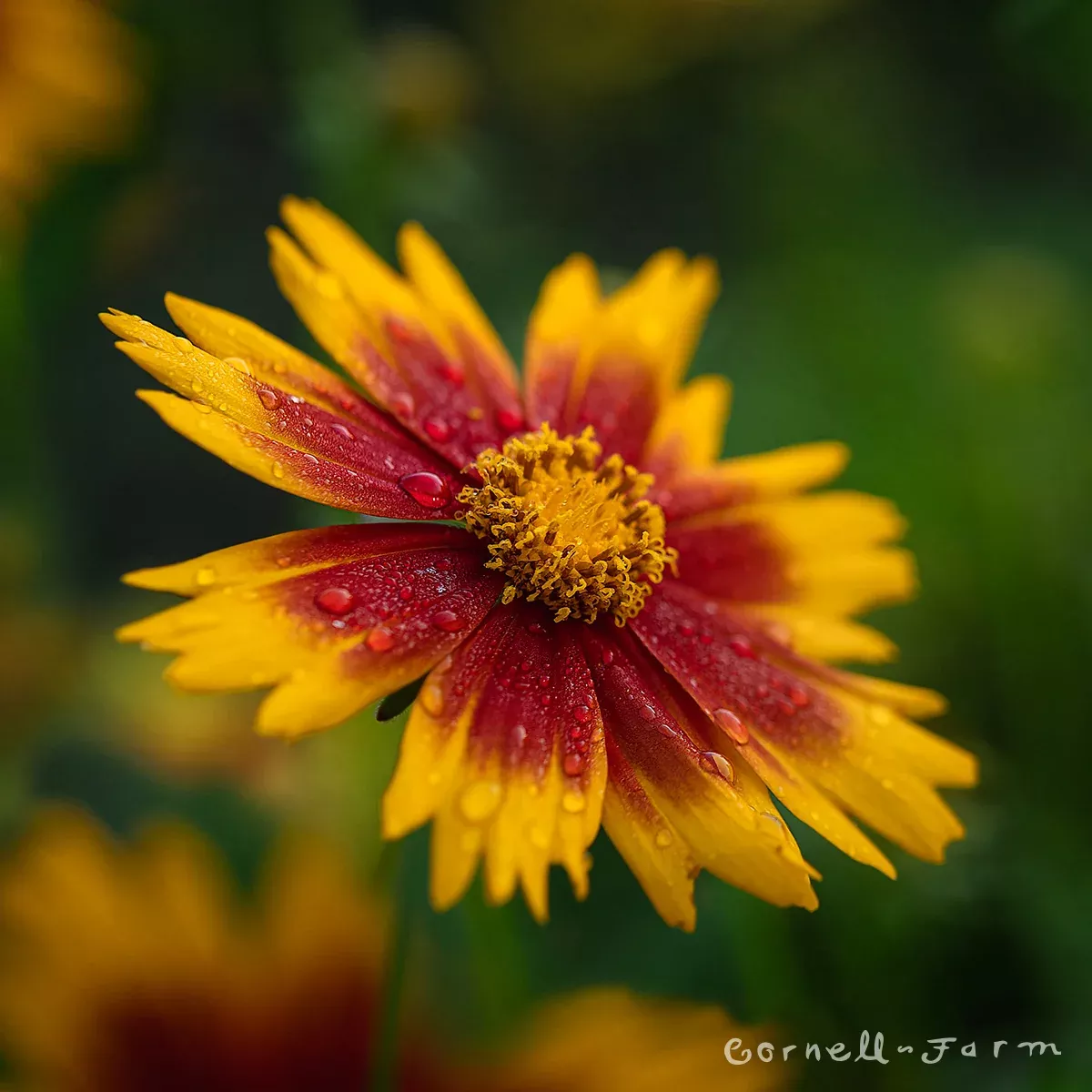Coreopsis Uptick Gold Bronze 1gal CF