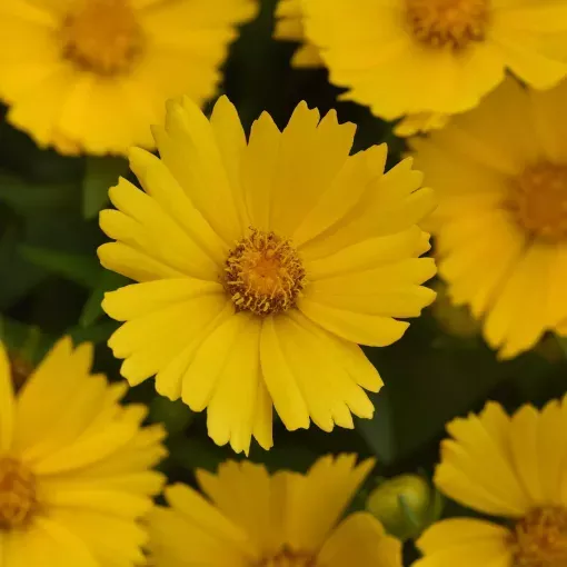 Coreopsis 'UpTick™ Gold' Tickseed - One Quart Pot