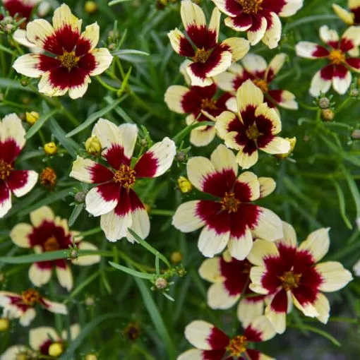 Coreopsis v. 'Creamy Calico' DESIGNER THREADS™ Collection Tickseed - One Quart Pot