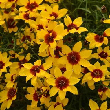 Coreopsis v. 'Golden Needles (30)ct Flat