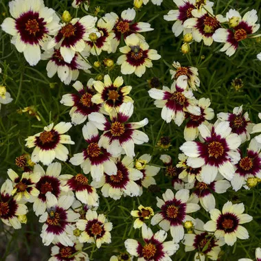 Coreopsis v. 'Red Hot Vanilla' PP30909 (30)ct Flat