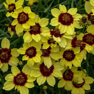 Coreopsis v. 'Sassy Saffron' PPAF (25) BR Plants