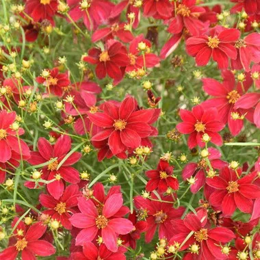 Coreopsis v. 'Scarlet Ribbons (30)ct Flat