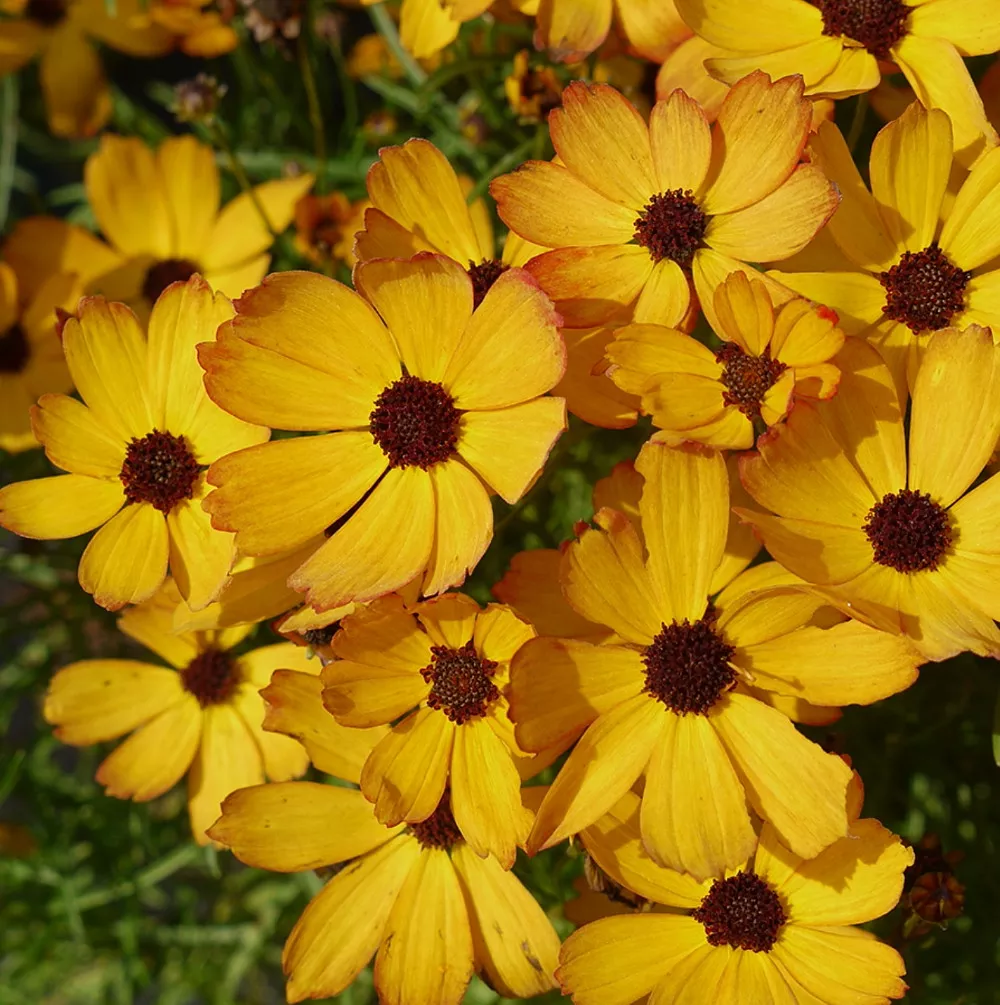 Coreopsis verticillata ‘Butter Rum’