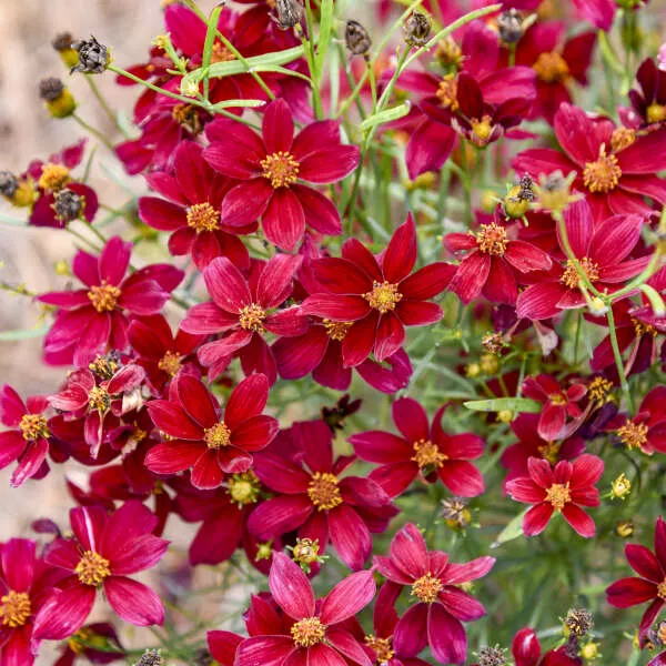Coreopsis Verticillata 'Scarlet Ribbons'