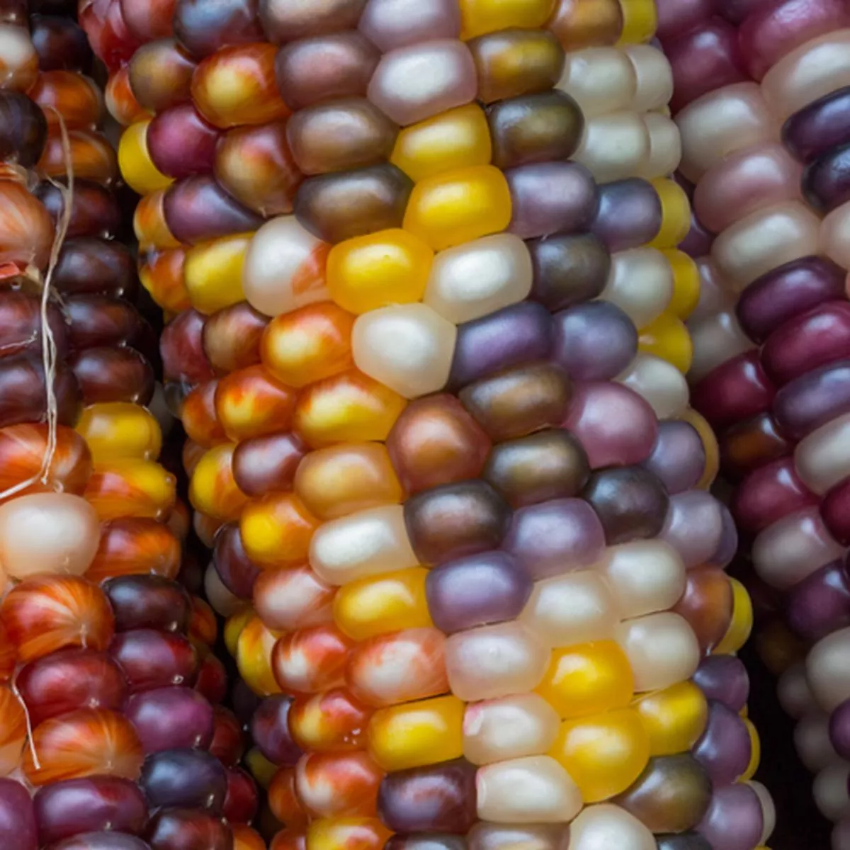 Corn – Rainbow (Organic) seeds