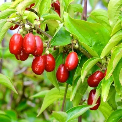Cornelian Cherry (Svitlana™)