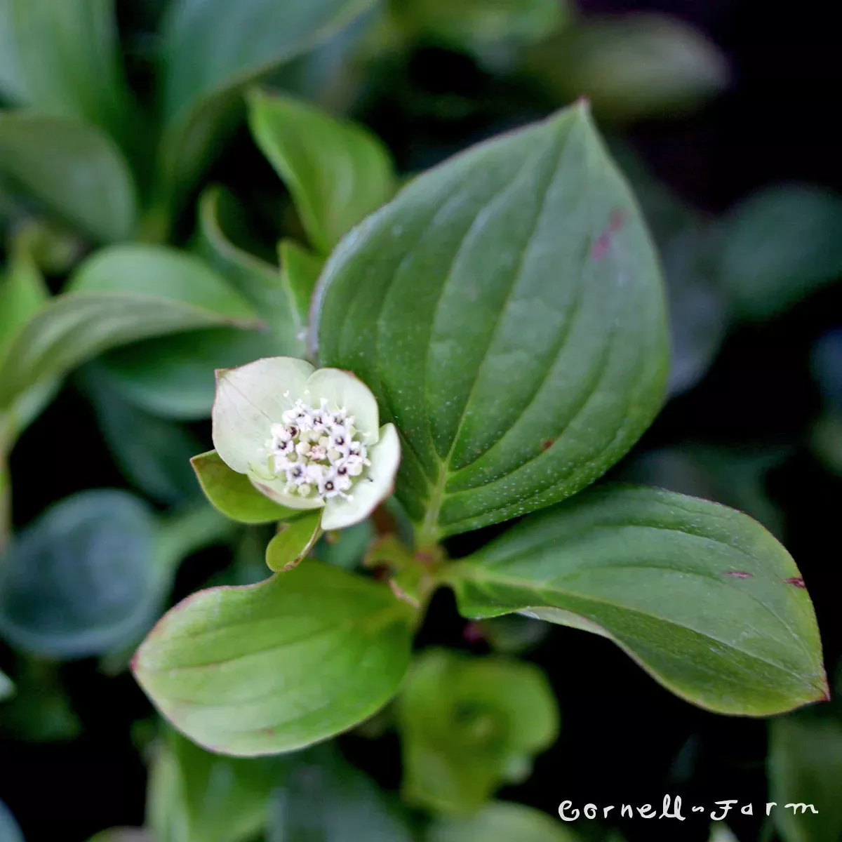 Cornus canadensis 1gal Bunchberry
