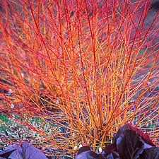 Cornus sanguinea ‘Midwinter Fire’