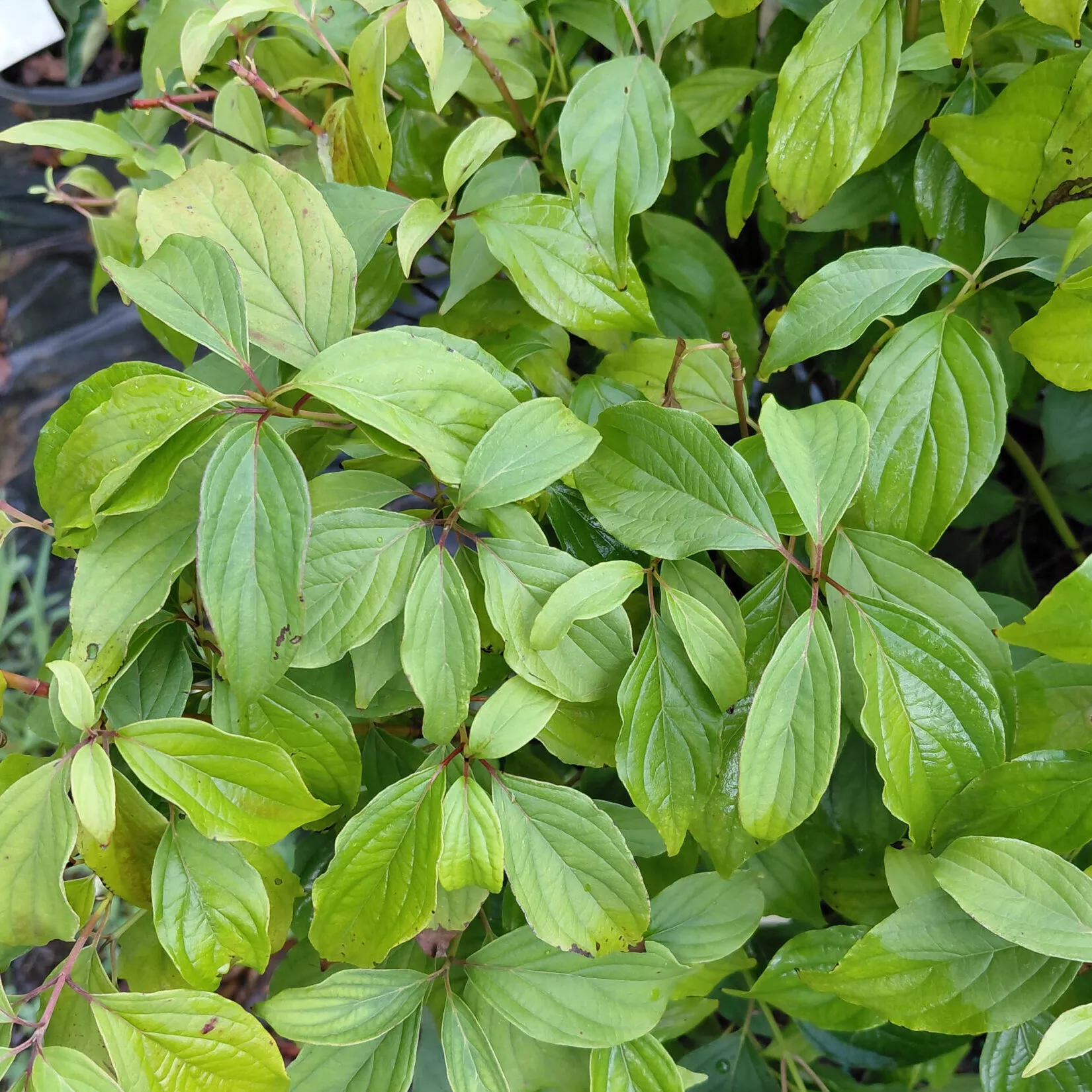 Cornus sericea ‘Kelseyi