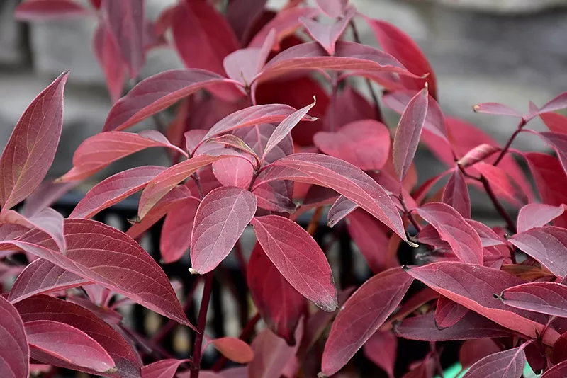 CornusRed Twig DogwoodArctic Fire"Farrow"#3 Container