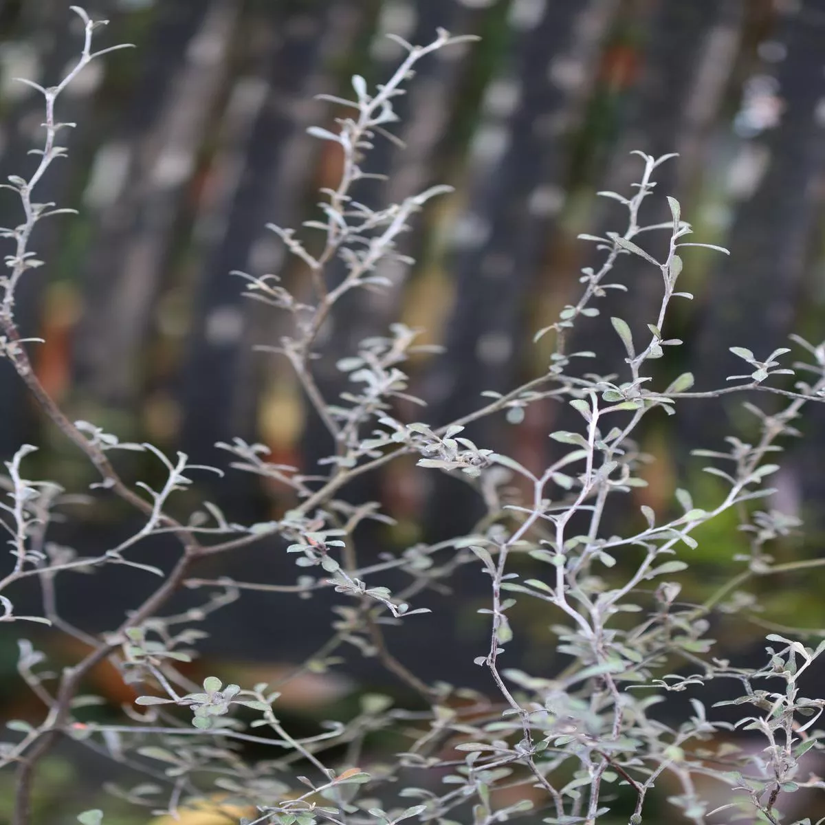 Corokia cotoneaster’Antons Dwarf ’